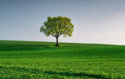 Bodenlockerung ohne die Wurzeln zu beschädigen